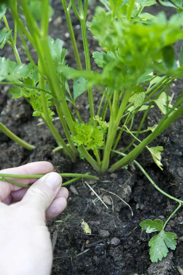 comment entretenir le persil dans le jardin prendre soin herbe aromatique