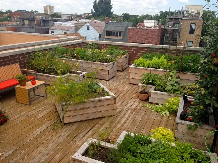 comment faire un jardin potager sur le toit par étapes quelles plantes cultiver