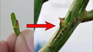 comment greffer un rosier méthodes multiplication du rosier