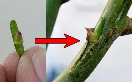 comment greffer un rosier méthodes multiplication du rosier