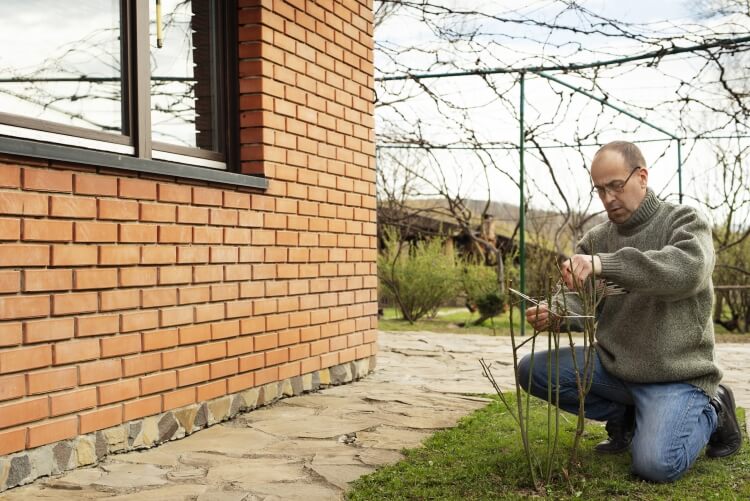 comment hiverner les rosiers terre arrêter engrais arrosage six semaine avant premier gel