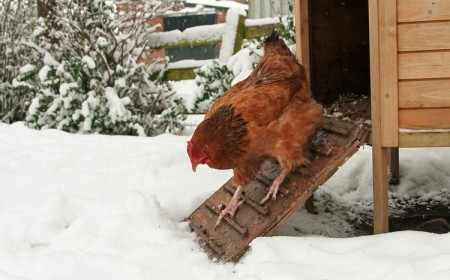 comment préparer le poulailler pour l'hiver étapes à suivre astuces