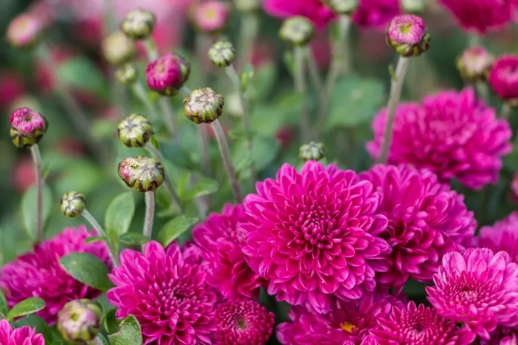 comment prolonger la vie des chrysanthèmes fleurir derniers jours septembre premiers gels novembre