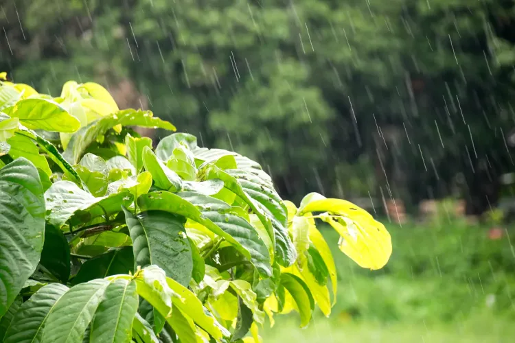 comment protéger son jardin des orages 2023