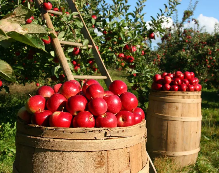 comment récolter les pommes 2023