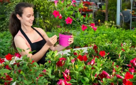 comment tailler dipladenia mandevilla avant hiver booster la floraison