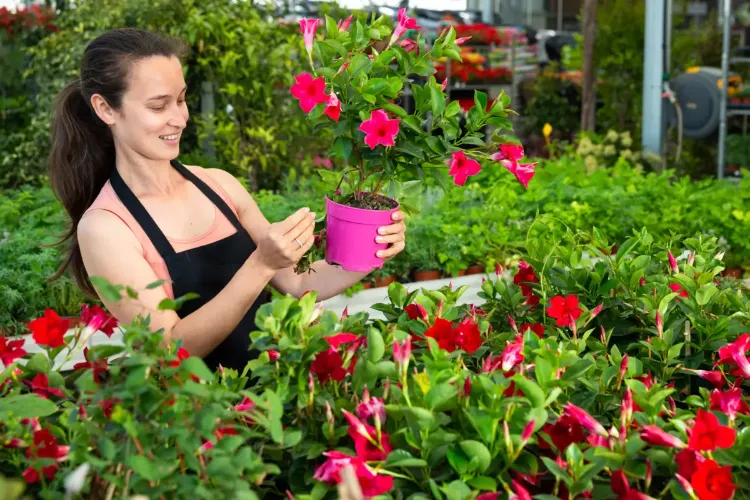 comment tailler dipladenia mandevilla avant hiver booster la floraison