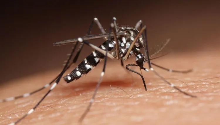 comment traiter une invasion de moustiques 2023