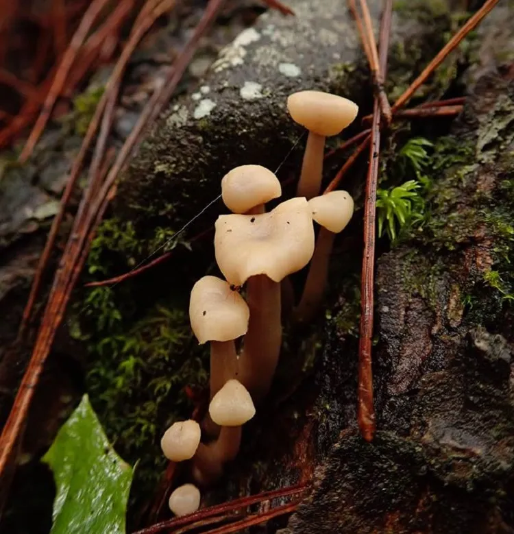 cudonia circinan champignon toxique non comestible a eviter en france