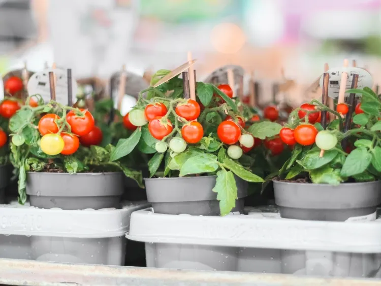 cultiver des tomates en pot prolonger saison culture tomates comment réussir intérieur
