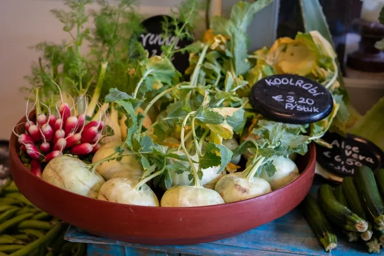 culture du chou rave légume brassica saison fraîche apparence étrange