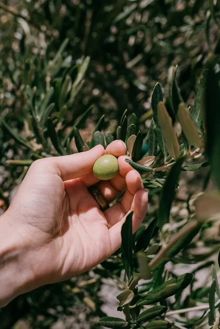 difference entre olives noires et olives vertes