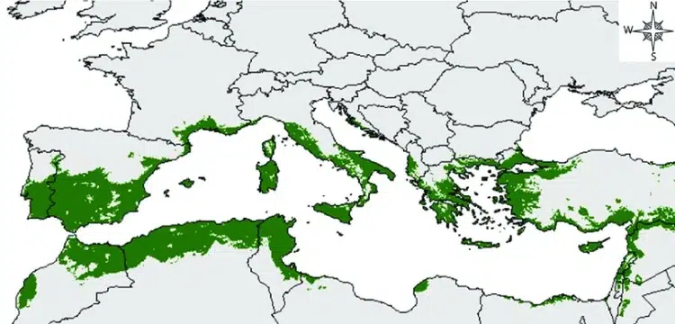 distribution olivier bassin méditerranéen entretien conseils faux pas