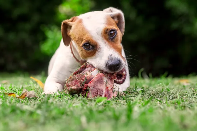 donner de la viande crue à un chien quels risques bienfaits avis vétérinaire