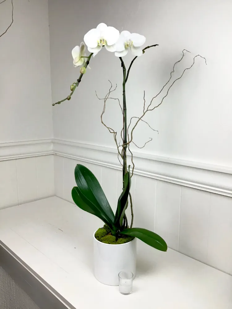 entretien orchidée papillon déco plante d'intérieur fleurie qui fleurit toute l'année
