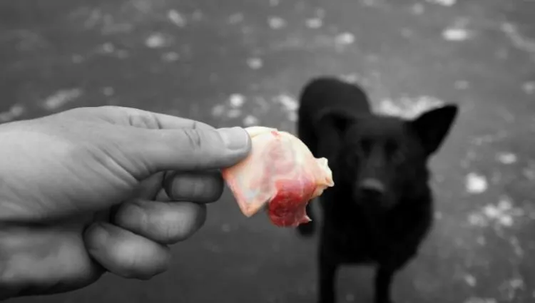 est ce que donner viande crue a un chien est bon quels risques bienfaits