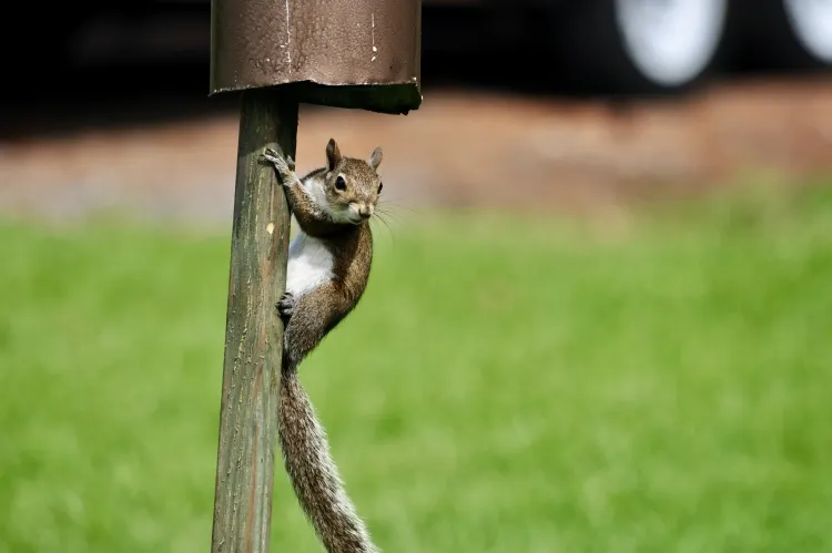 fabriquer mangeoire oiseaux + anti écureuil comment protéger nourriture oiseaux écureuils