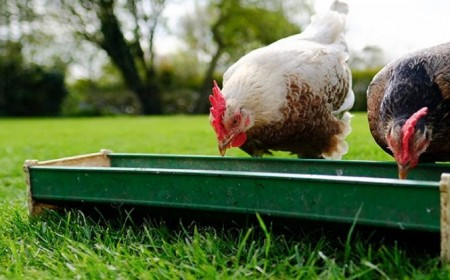 fabriquer un abreuvoir pour les poules