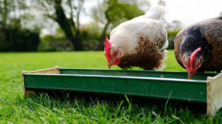 fabriquer un abreuvoir pour les poules