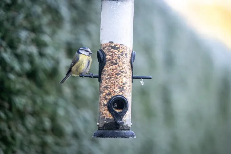 Maison D'alimentation Pour Oiseaux À L'épreuve Des Écureuils À