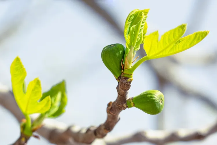 faire mûrir des figues sur l’arbre vérifier stress hydrique problèmes parasites manque nutriments