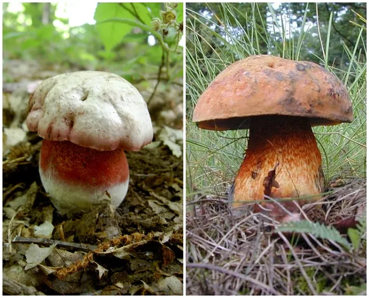 famille bolets satan blafard champignons toxiques mortels à éviter en france cueillette automne