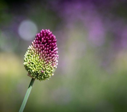 faut il couper les alliums après floraison