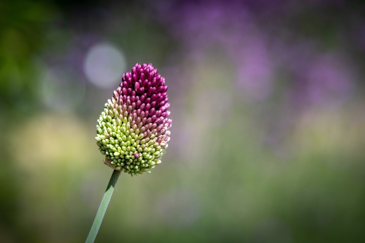 faut il couper les alliums après floraison