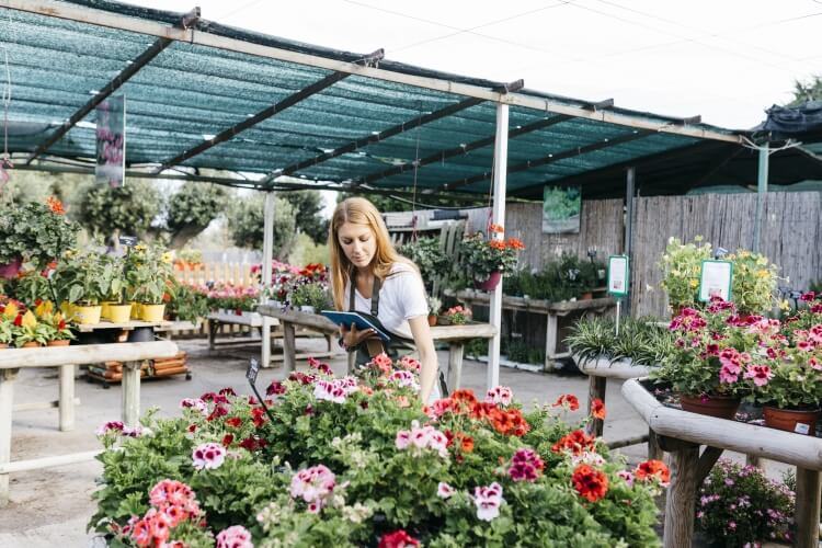 fleurs d'automne pour un jardin à la française choisir quels critères similaires exposition sol humidité