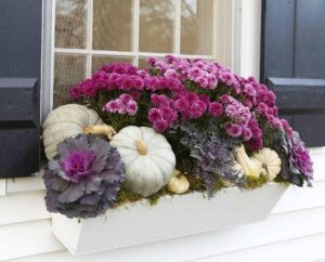 fleurs pour bacs ardinières rebord fenêtre extérieur chrysanthèmes chou ornement