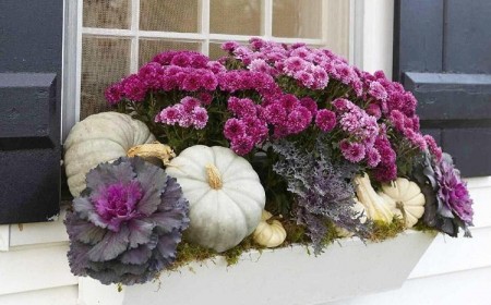 fleurs pour bacs ardinières rebord fenêtre extérieur chrysanthèmes chou ornement