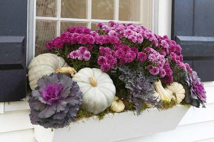 fleurs pour bacs ardinières rebord fenêtre extérieur chrysanthèmes chou ornement