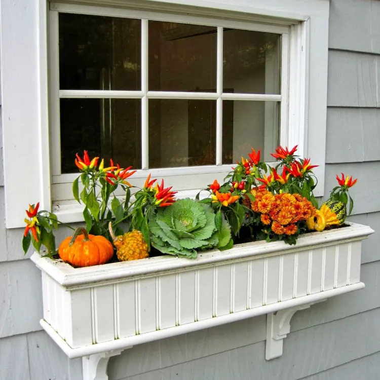 fleurs pour bacs ardinières rebord fenêtre extérieur piments chou ornement citrouilles
