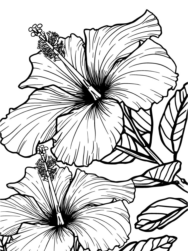fleurs tropicales à colorier et imprimer gratuitement