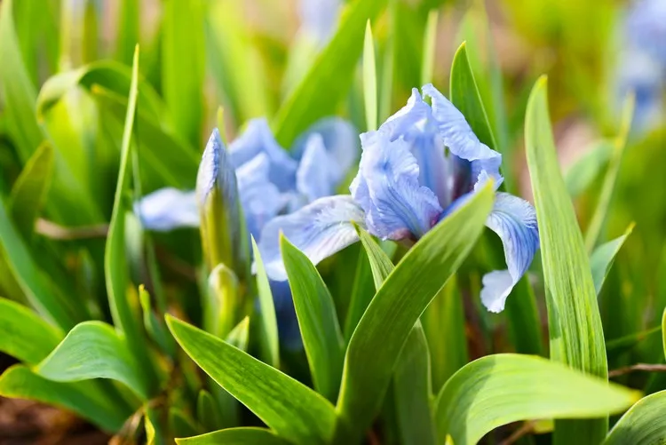 fleurs vivaces à planter en septembre plantes à bulbes de printemps iris