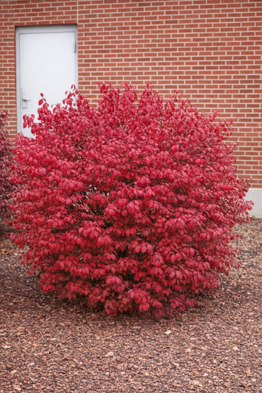 fusain ailé parmi les arbustes à fleurs rouges