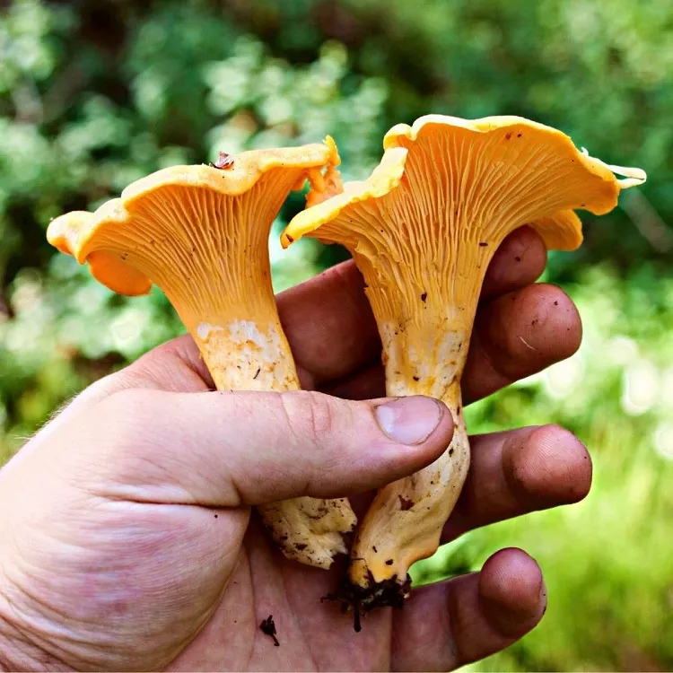 girolles champignons à ramasser en septembre octobre caracteristiques calendrier astuces cueillette