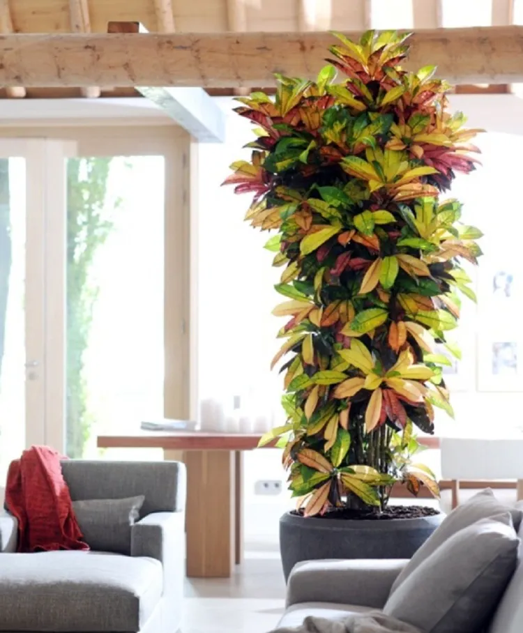 grandes plantes d intérieur croton feuilles couleurs flamboyantes