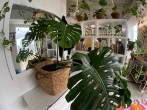 grandes plantes d intérieur faciles faux philodendron monstera deliciosa