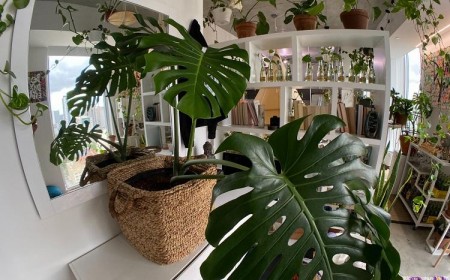 grandes plantes d intérieur faciles faux philodendron monstera deliciosa