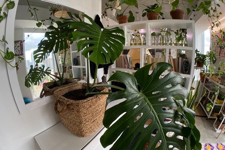 grandes plantes d intérieur faciles faux philodendron monstera deliciosa