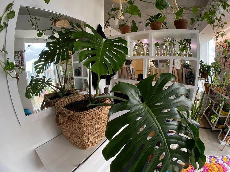 grandes plantes d intérieur faciles faux philodendron monstera deliciosa