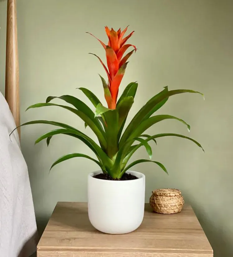 guzmania en pot déco chambre plantes d'intérieur à fleurs qui fleurissent toute l'année