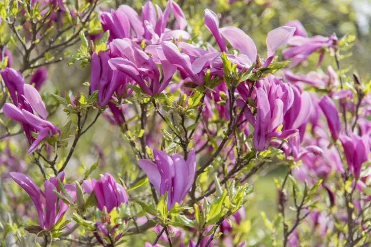 haie fleurie de magnolia 2023