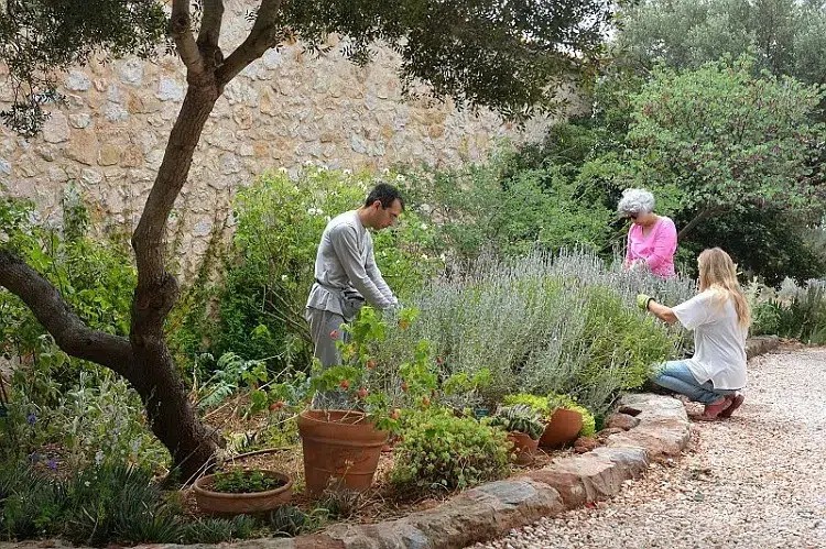 herbes aromatiques pour un jardin méditerranéen