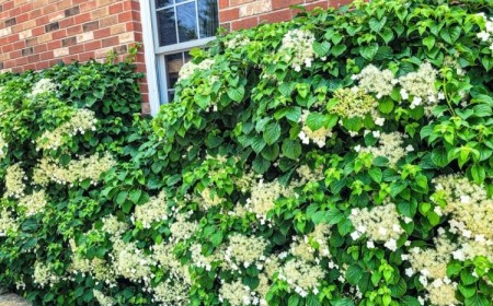 hortensia grimpant plante ombre soleil qui pousse vite