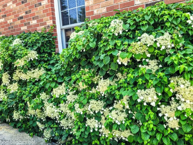 hortensia grimpant plante ombre soleil qui pousse vite