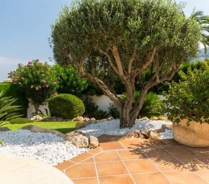 jardin avec olivier et gravier