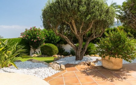 jardin avec olivier et gravier