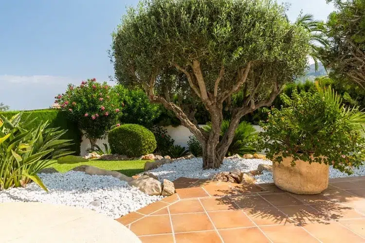 jardin avec olivier et gravier